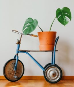 indoor plant on ornamental bicycle