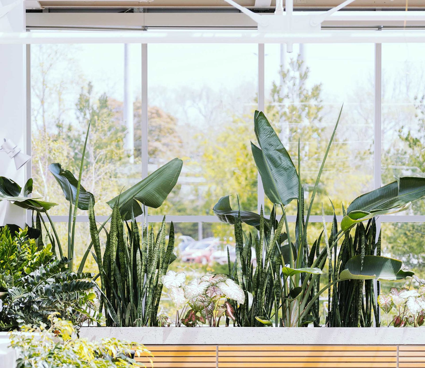 indoor plants by the window